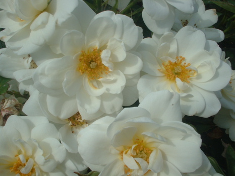 Kent (Rose)