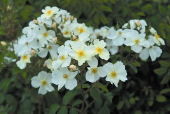 Kew Gardens® (Rose)