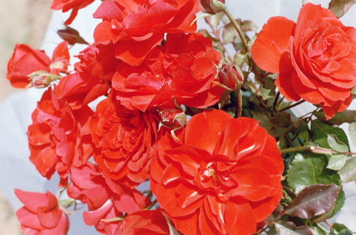 Kind Regards (Rose)