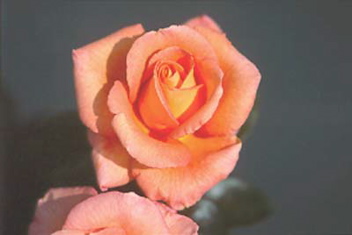 King's Macc (Rose)