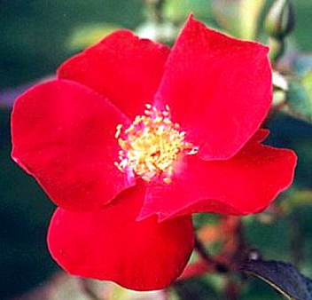 Kordes Robusta (Rose)