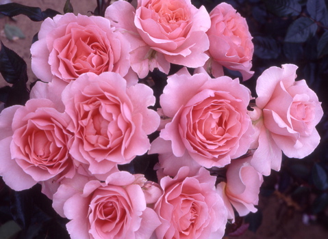 L'aimant (Rose)