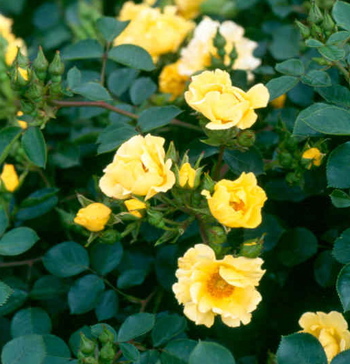 La Bamba (Rose)