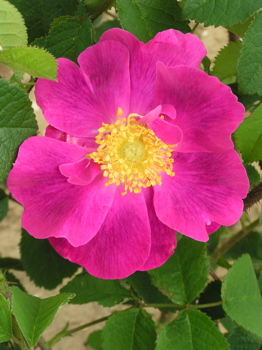 La Belle Sultane (Rose)
