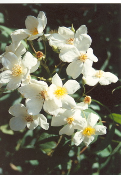 La Mortola (Rose)