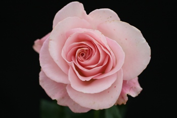 Lace (Rose)