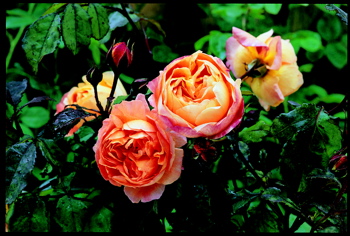 Lady Emma Hamilton (Rose)