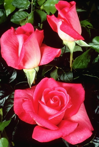 Lady Like (Rose)