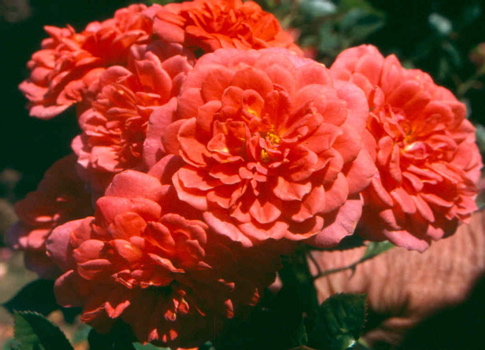 Lady Penelope (Rose)