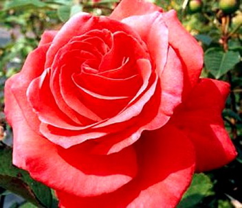 Lady Rose (Rose)