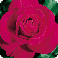 Lady Mitchell (Rose)