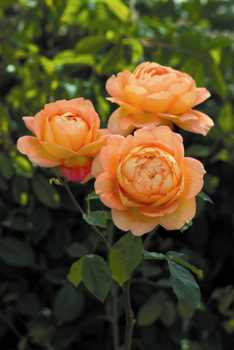 Lady Of ShalottŪ (Rose)