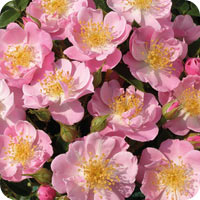 The Lakeland Rose (Rose)