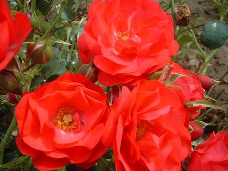Lancashire (Rose)