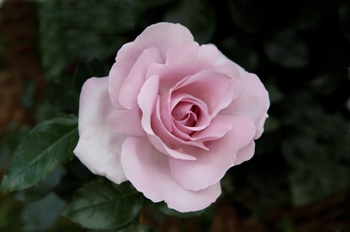 La Rose Du Petit Prince (Rose)
