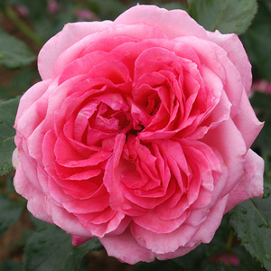 La Rose De Molinard ® (Rose)
