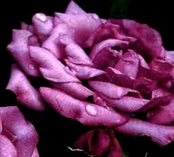 Lavender Jewel (Rose)