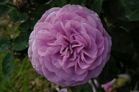 Lavender Ice ® (Rose)