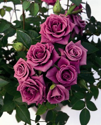 Lavender Symphonie (Rose)