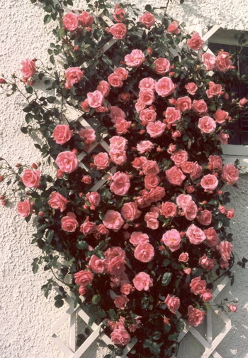 Lavinia (Rose)