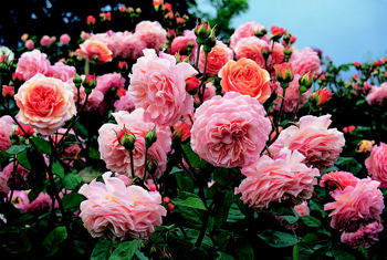 Leander (Rose)