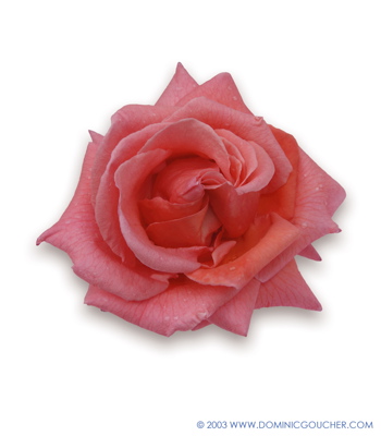 Leaping Salmon (Rose)