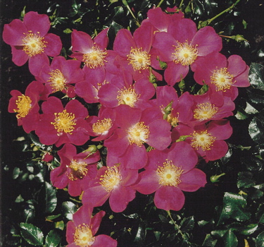 Leeds Castle (Rose)