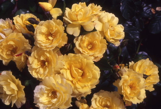 Lemon Couture (Rose)