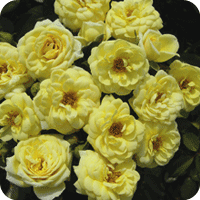 Lemon Twist (Rose)