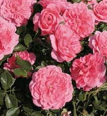Letchworth Centenary (Rose)