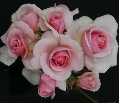 Let There Be Love (Rose)