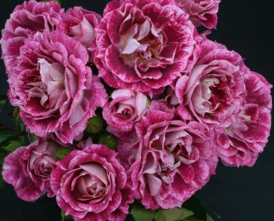 Let's Celebrate (Rose)