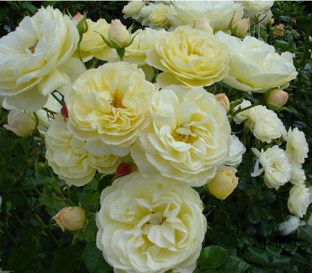 Light Fantastic (Rose)