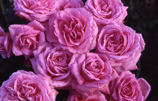 Lilac Dream (Rose)