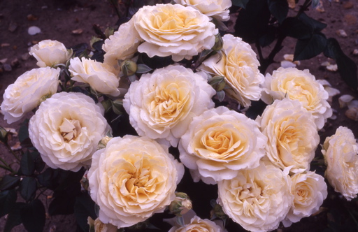 Lilian Baylis (Rose)