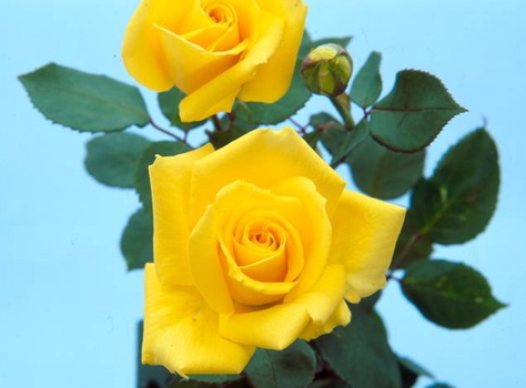 Lions International (Rose)