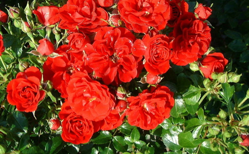 Little Cherub (Rose)
