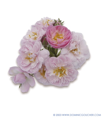 Little Rambler (Rose)