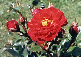 Little Russell (Rose)