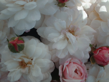 Little White Pet (Rose)