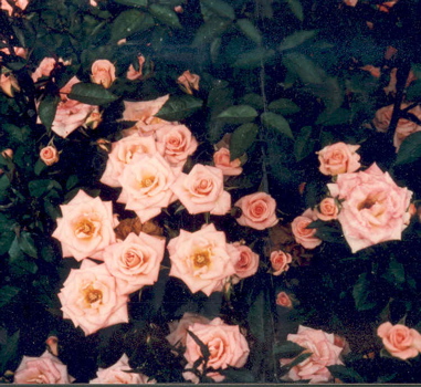 Little Woman (Rose)