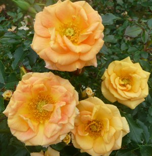 Little Miss Sunshine (Rose)