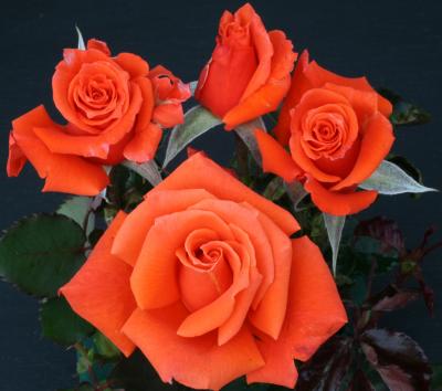 Living Daylights (Rose)