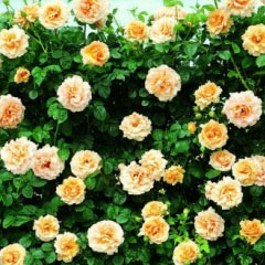 Lord Byron (Rose)