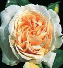 Louisa Stone (Rose)