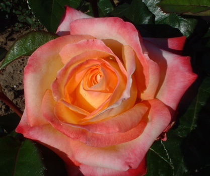 Peace  Love Pictures on Love   Peace Rose   Large Flowered   Other Bud Form   Roses Uk