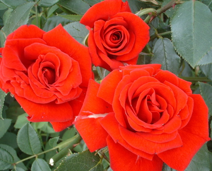 Love Knot (Rose)