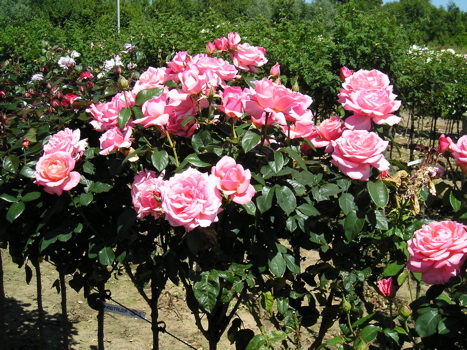 Lovely Lady® (Rose)