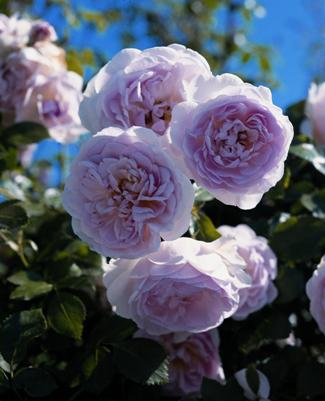 Lovely Bride (Rose)