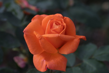 Lovers Meeting (Rose)